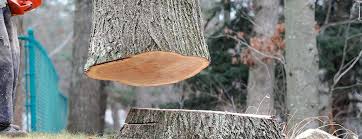 How Our Tree Care Process Works  in  Lake Kerr, FL